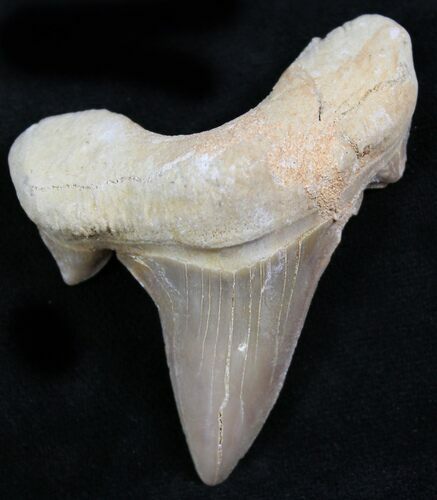 Otodus Shark Tooth Fossil - Eocene #26688